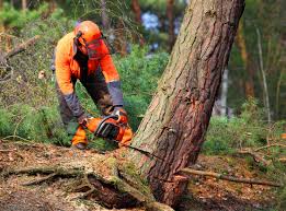 How Our Tree Care Process Works  in  Forest Park, OH