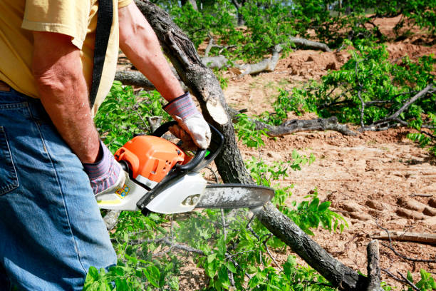 Professional Tree Services in Forest Park, OH